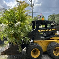 Areca Palm Trees In 15 Gallon Pots