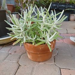 Cactus/Succulent SEE OTHER OFFERS 
