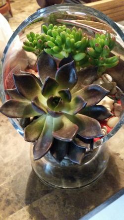 Mothers day Terrarium plants