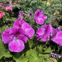 Geraniums / Geranio