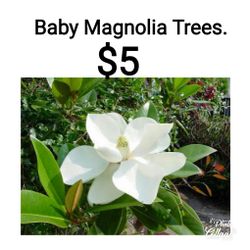 Baby Magnolia Trees.