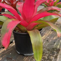 Bromeliads - 6”