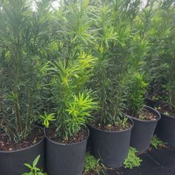 Beautiful Podocarpus Plants For Privacy!!! 2.5 Feet Tall!!! Fertilized 