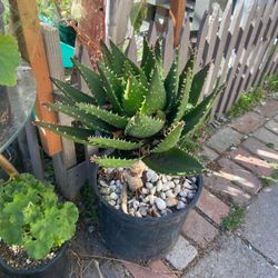 Large Mitre Aloe Cactus