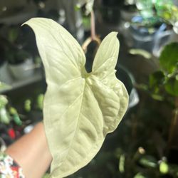 Syngonium Albo