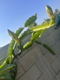Dragon Fruit