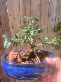 Bonsai olive trees, $40 each on sale Bonsai olive trees, $40 each
