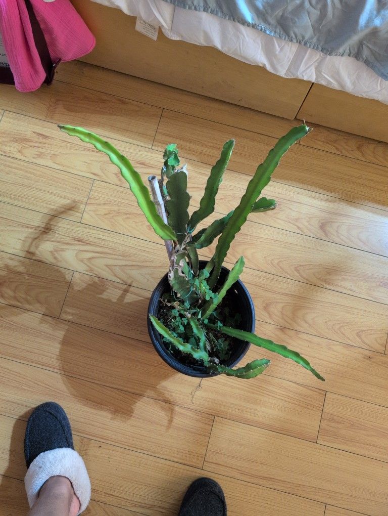 Planta Fruta Del Dragón $20