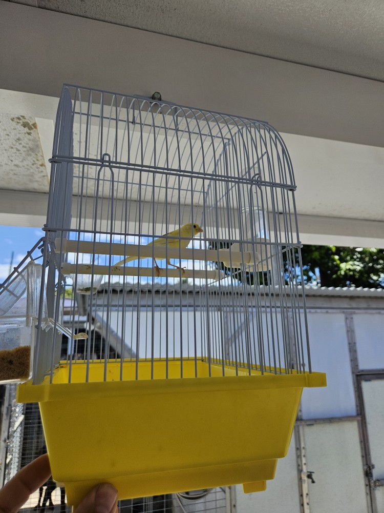 Bird Cage Canario Y Jaula 