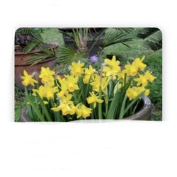 Mini daffodils, very limited supply