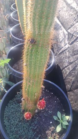 Gold Torch Cactus With Red Flowers