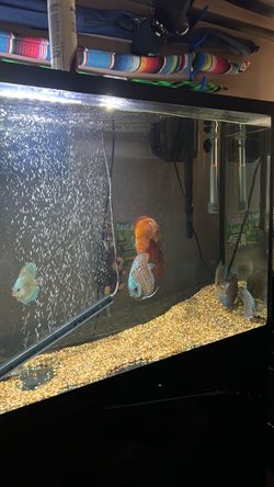 Fish tank