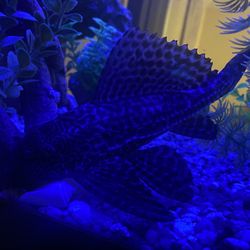 Bottom feeder For Free