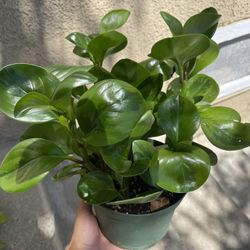 Peperomia Plant