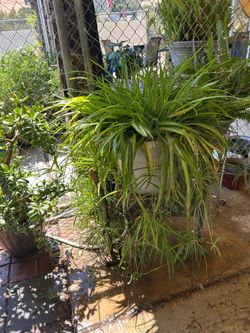 Large spider plant