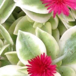 Variegated Baby Sun Rose, Ice Plant, Succulent In Double 4.5"H White Metal Plant Pot With Lacey Edges. 