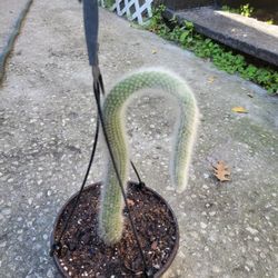 Monkey Tail Cactus 