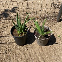 Aloe Vera Plants (separate) 