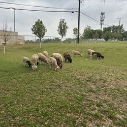 Sheeps Available