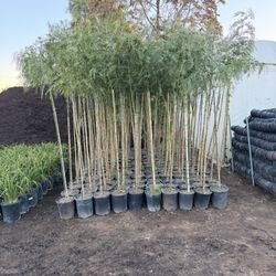 Shade Trees California Peppers 7-8 Feet Tall  5 Gal