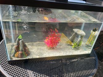 Fish Tank I Think 10 Gallons