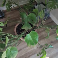 Large Monstera