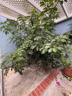 Large Mature Umbrella Tree (Schefflera) – YOU pick up