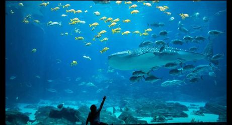 Georgia aquarium Tickets 