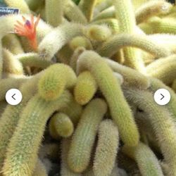 Golden Tail Cactus 