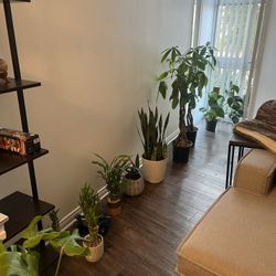 Plants For Sale!