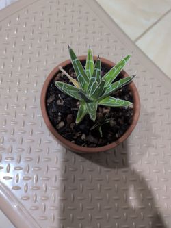 Agave Victoriae-Reginae