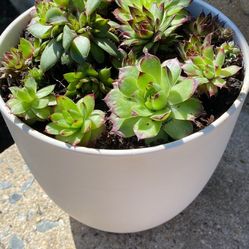 Potted Succulent Planter