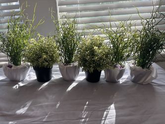 Six Piece Perennial Plant Set