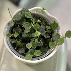 Hoya Curtisii In Ceramic Pot