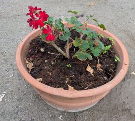 Red Geranium in Terracotta Pot