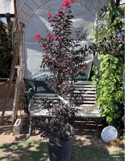 Red Crape Myrtle Tree