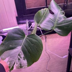 Monstera Deliciosa Albo Variegata (M6)