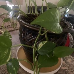 Plant for you!  please ! 