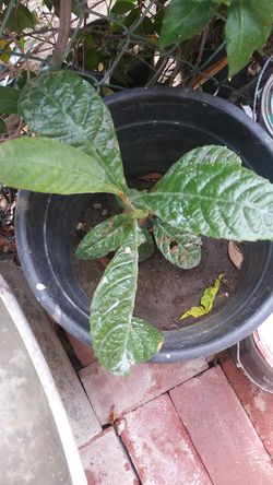 Mispero fruit plant