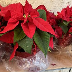 Noche buenas Navideñas 