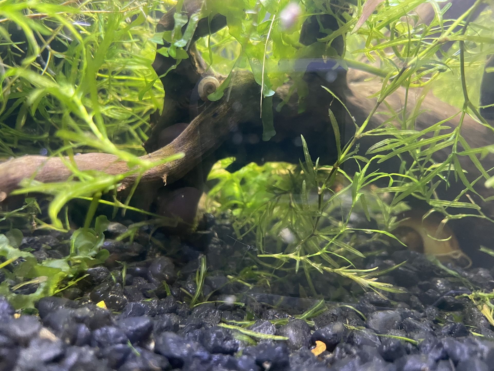Aquarium Plants