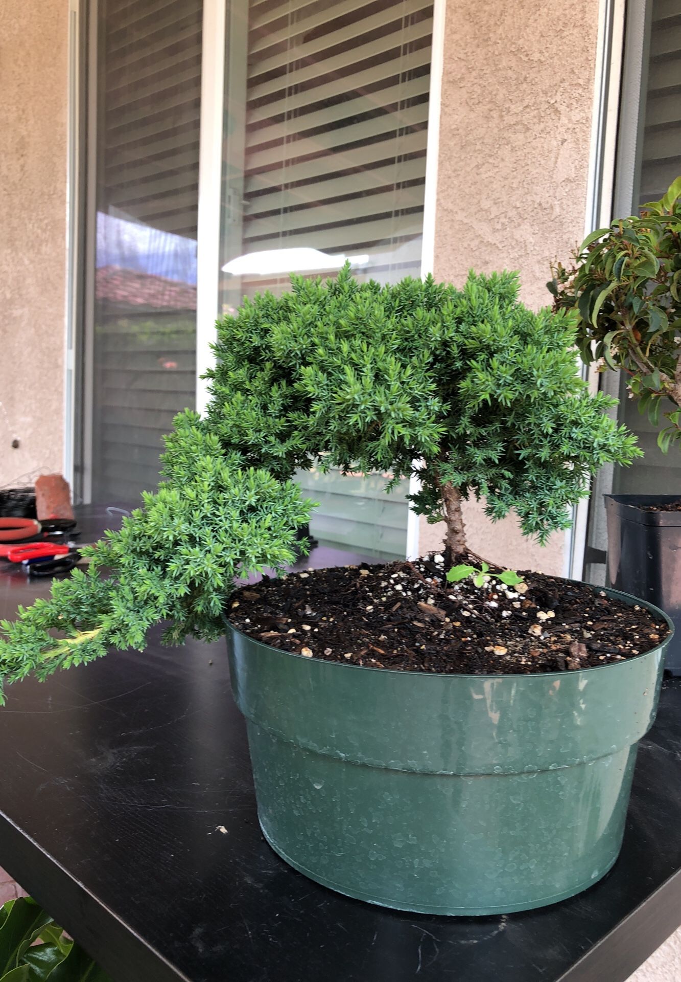 Bonsai tree