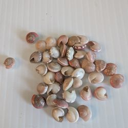 Pink Umbonium Seashells