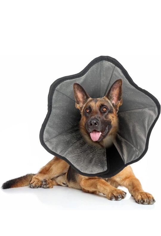 Dog Collar