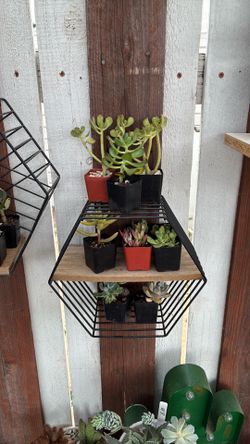 2” succulents