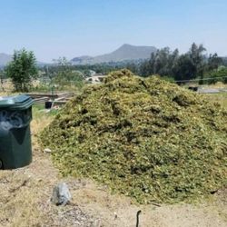 Mulch 