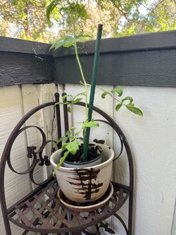 4 1/2” planter pot w starter tomatoe