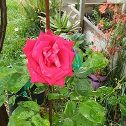 Roses,Geraniums, Strawberry, Vegetable Plants 