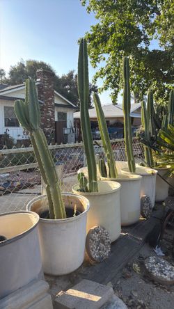 Cactus with pot