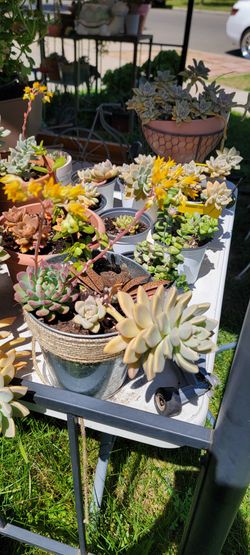 Mix Succulents